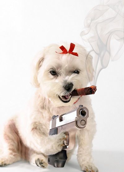 foto k příspěvku  od Infernus