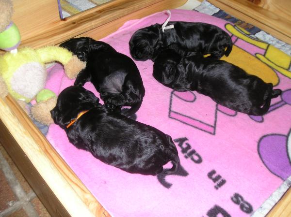 foto k příspěvku  od groatso