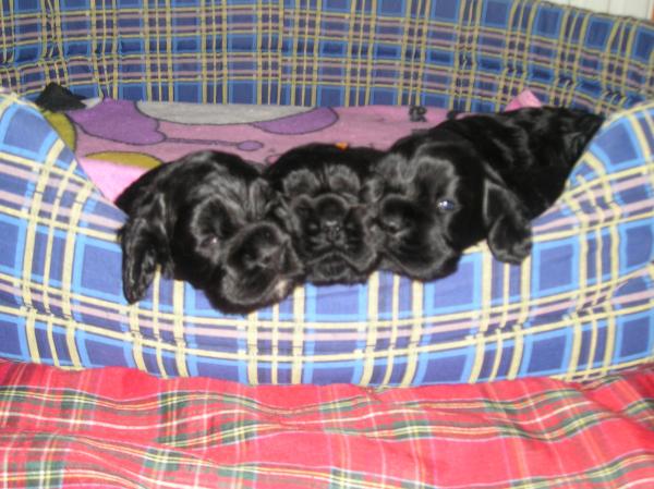 foto k příspěvku  od groatso