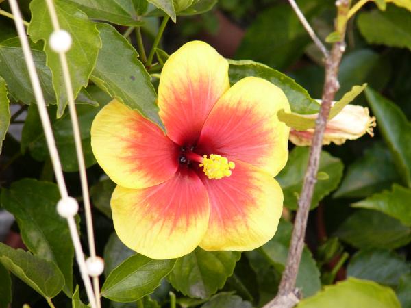 foto k příspěvku  od tappaja