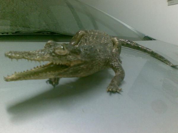 foto k příspěvku  od fredy