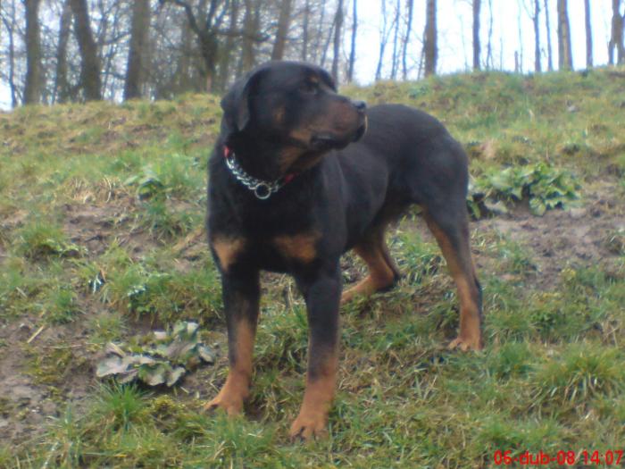 foto k příspěvku  od Knightey-