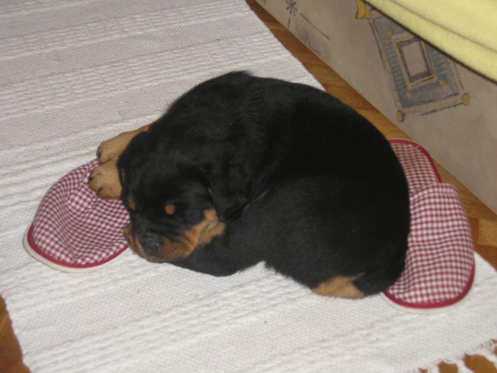 foto k příspěvku  od Petura