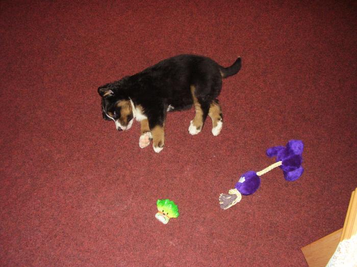 foto k příspěvku  od Šlaušek