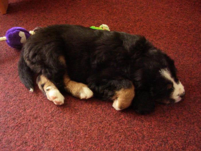 foto k příspěvku  od Šlaušek