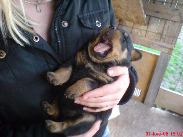 foto k příspěvku  od Knightey-