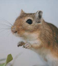 foto k příspěvku  od ebeerman