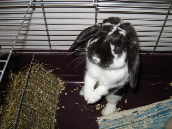 foto k příspěvku  od Paczqo