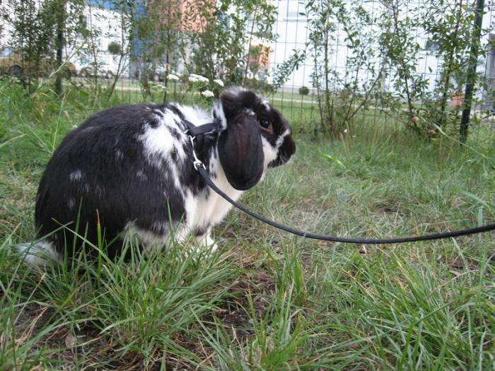 foto k příspěvku  od Paczqo