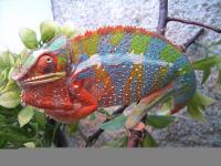 foto k příspěvku  od georgem3