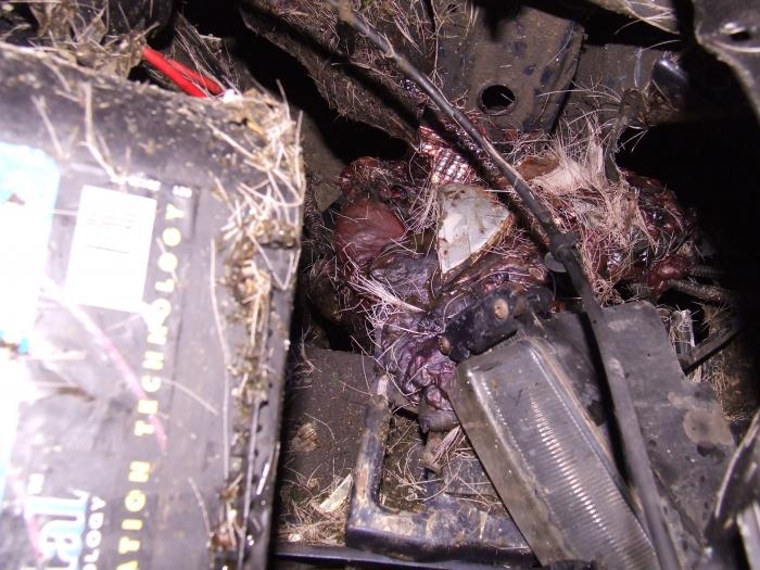 foto k příspěvku  od Pagoš