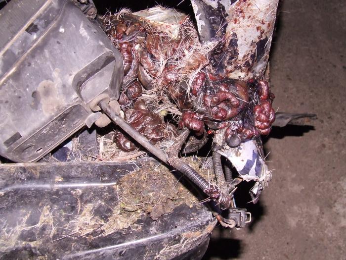 foto k příspěvku  od Pagoš