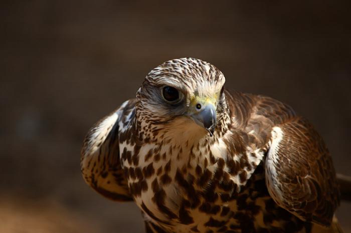 foto k příspěvku  od Mr.Scully