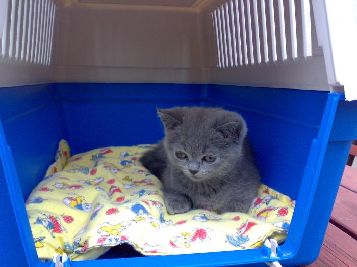 foto k příspěvku  od nocarret