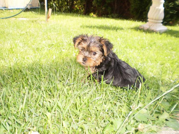 foto k příspěvku  od P3RF3KT