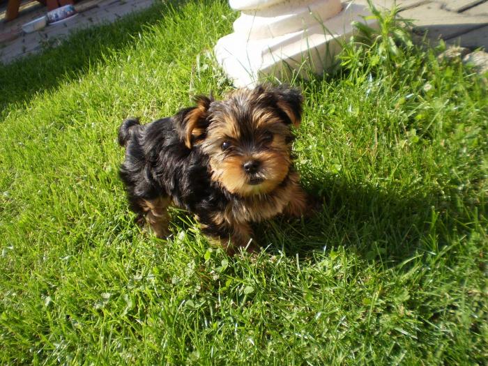 foto k příspěvku  od P3RF3KT