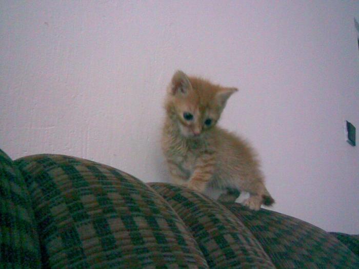 foto k příspěvku  od Bolthorn