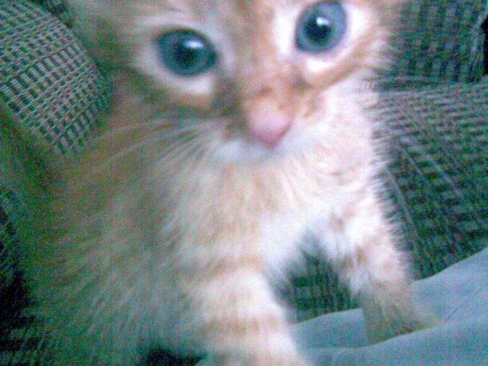 foto k příspěvku  od Bolthorn