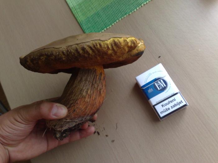 foto k příspěvku  od Phitypaldy