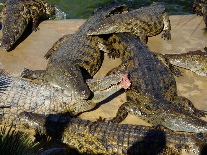 foto k příspěvku  od Antonio