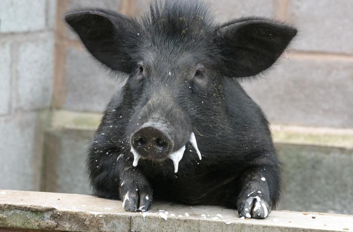 foto k příspěvku  od Nismo.Power