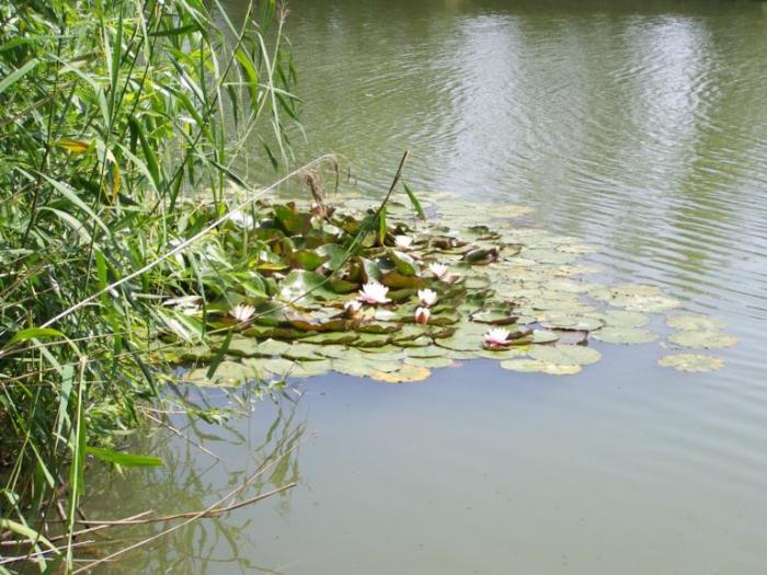 foto k příspěvku  od Kesam