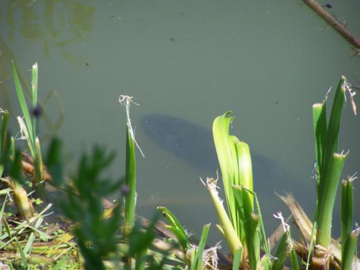 foto k příspěvku  od Kesam