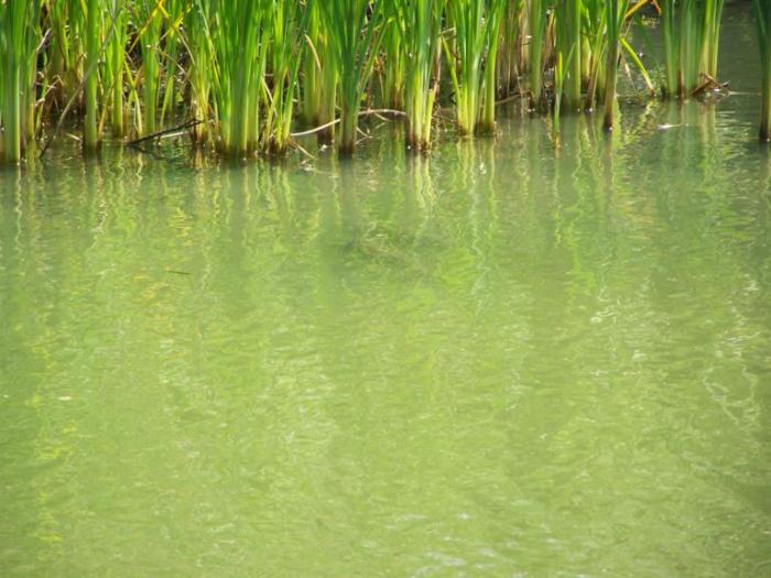 foto k příspěvku  od Kesam