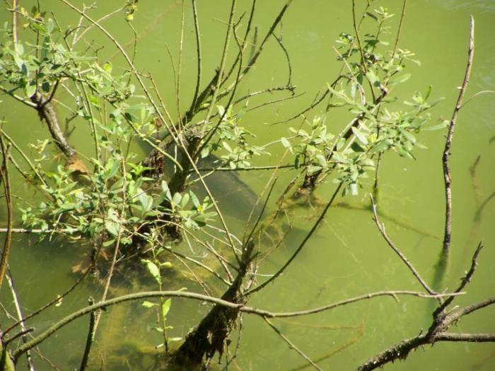 foto k příspěvku  od Kesam