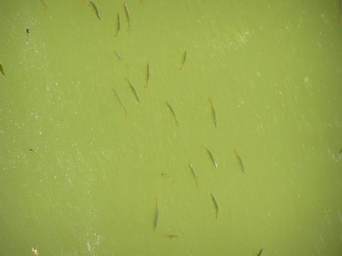 foto k příspěvku  od Kesam