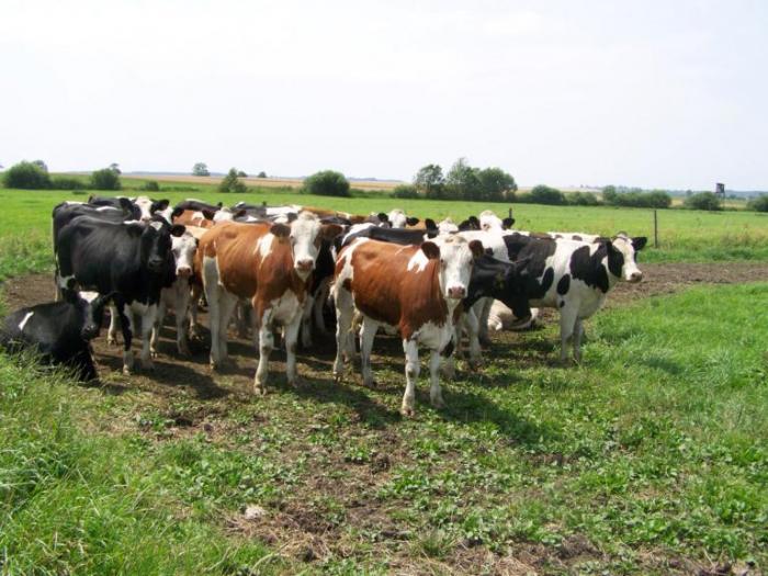 foto k příspěvku  od Kesam