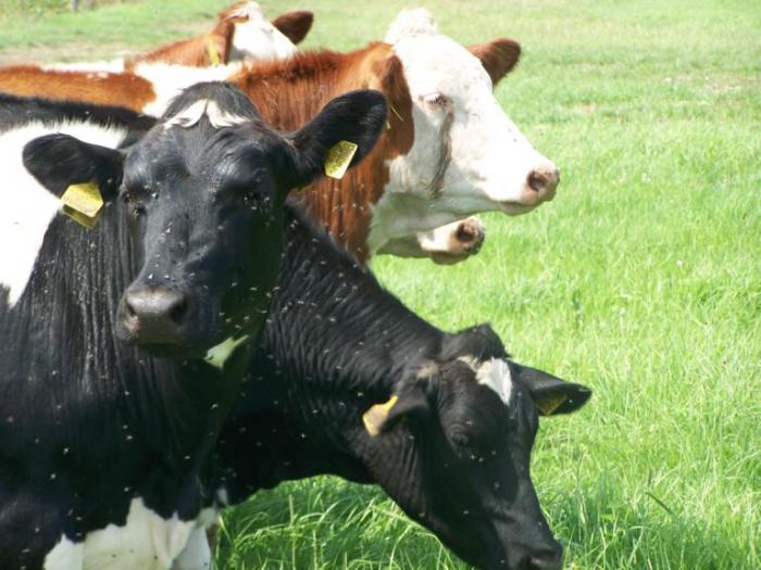 foto k příspěvku  od Kesam