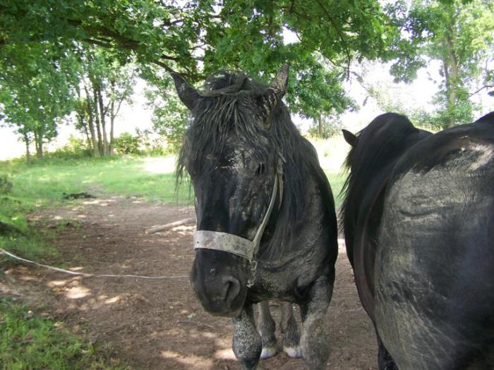 foto k příspěvku  od Kesam