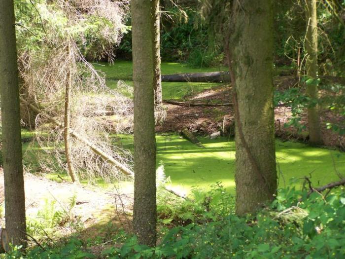 foto k příspěvku  od Kesam