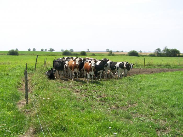 foto k příspěvku  od Kesam