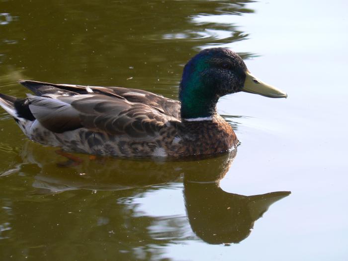 foto k příspěvku  od ruffrider