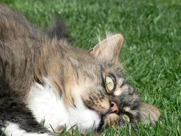 foto k příspěvku  od ruffrider