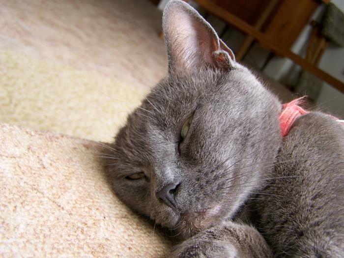 foto k příspěvku  od Kesam