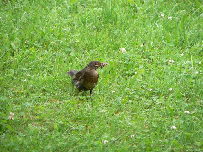 foto k příspěvku  od ruffrider