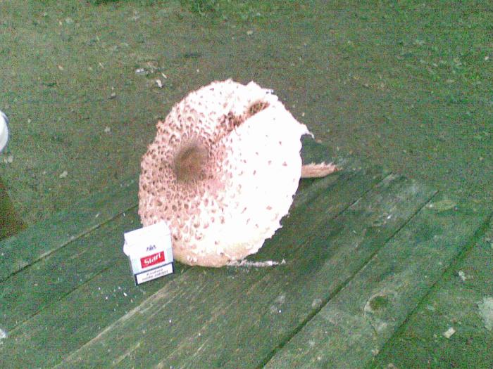 foto k příspěvku  od Zephyr