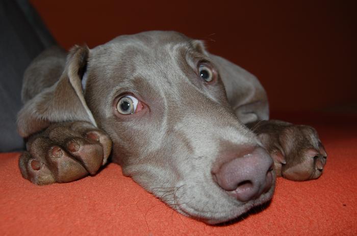 foto k příspěvku  od Gervis