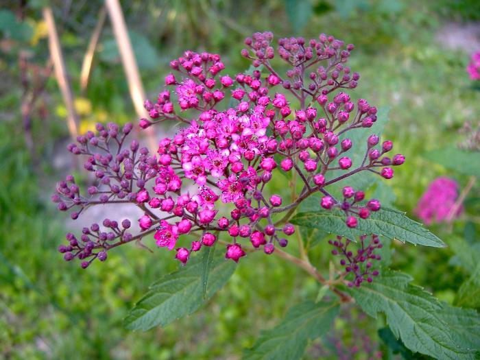 foto k příspěvku  od Bolthorn