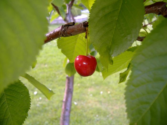 foto k příspěvku  od Bolthorn