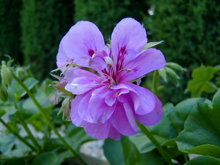 foto k příspěvku  od Bolthorn