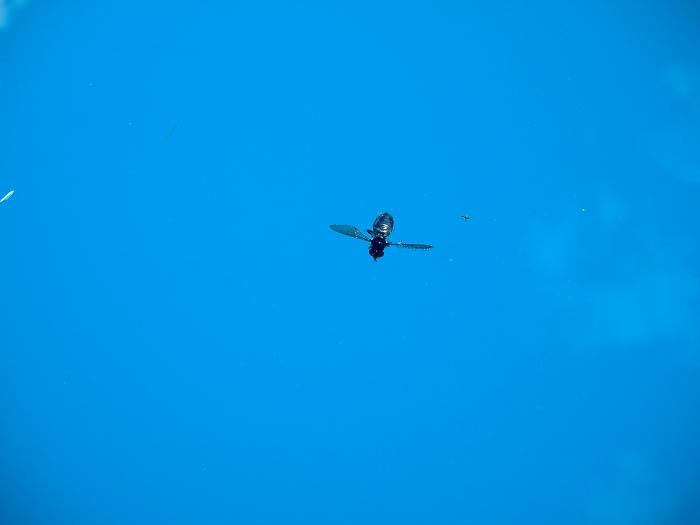 foto k příspěvku  od Bolthorn