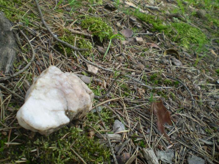 foto k příspěvku  od škodovkář