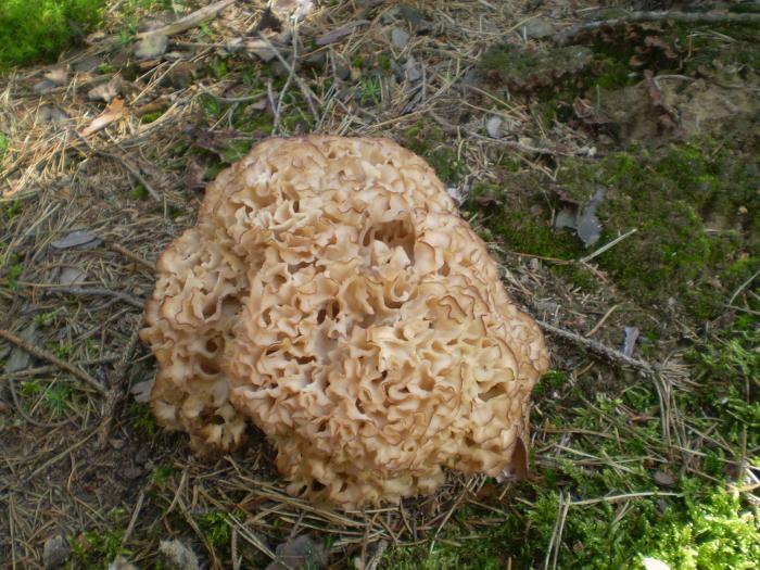 foto k příspěvku  od škodovkář