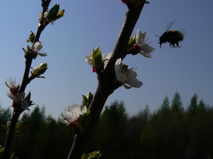 foto k příspěvku  od ruffrider