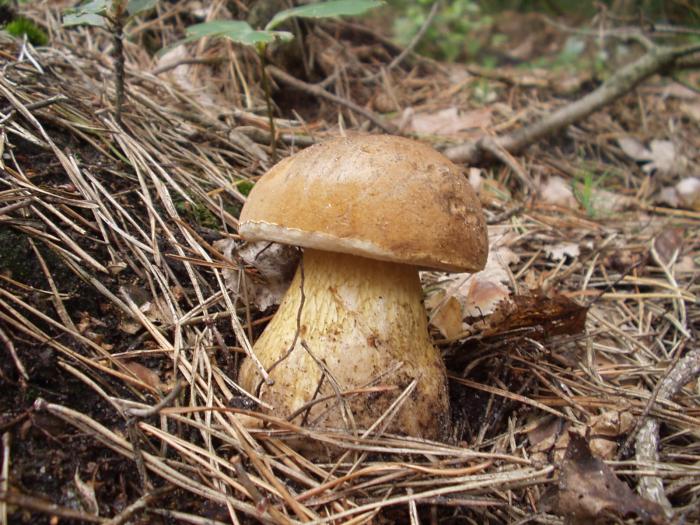 foto k příspěvku  od ruffrider