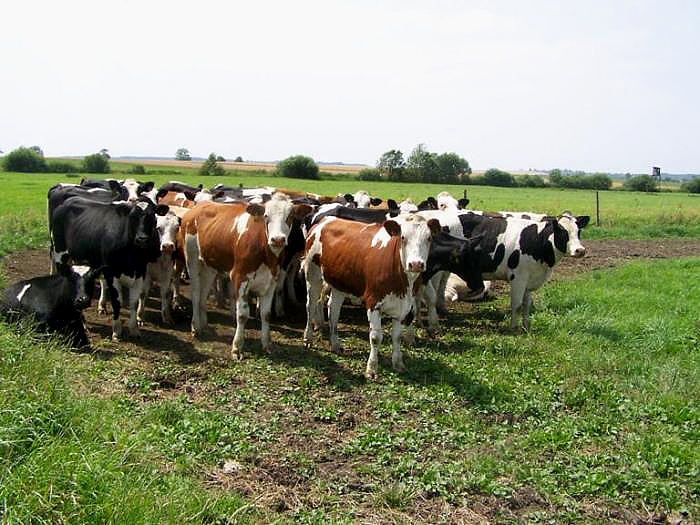 foto k příspěvku  od Bolthorn